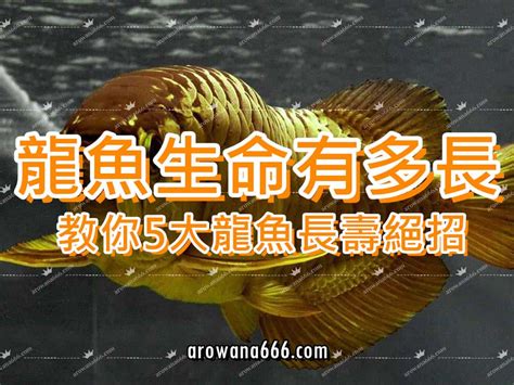 龍魚壽命|龍魚壽命有多久？影響龍魚壽命的原因